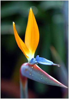 Strelitzia