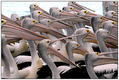 Pelicans