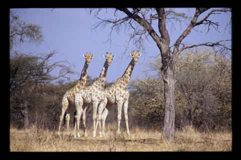 Galerie Santos - Photo4