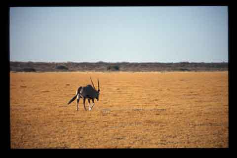 Galerie Santos - Photo 5