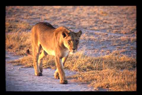 Galerie Santos - Photo 6