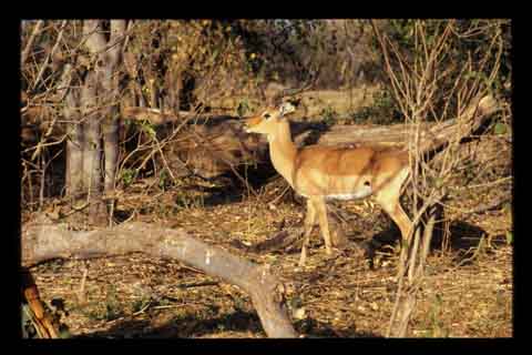 Galerie Santos - Photo 7