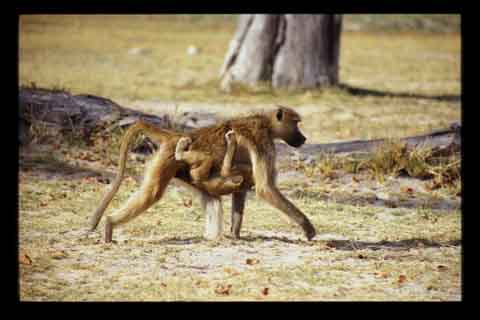 Galerie Santos - Photo 9