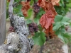 Vignes Wintrange 2012