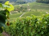 Vignes Wintrange 2012