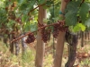 vine-005