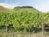 vine-007