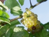 vine-008