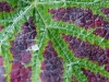 vine-014