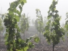 vine-016