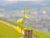 vine-017