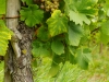 vine-019