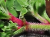 tn_01_ice-plant