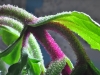 tn_02_ice-plant