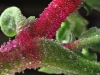tn_03_ice-plant