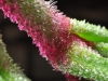 tn_04_ice-plant