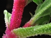 tn_05_ice-plant