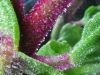 tn_08_ice-plant