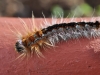 tn_01_insectes-cape