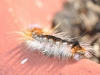 tn_02_insectes-cape