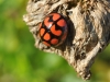 tn_03_insectes-cape