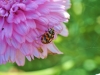 tn_04_insectes-cape