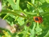 tn_05_insectes-cape