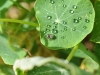 tn_06_insectes-cape