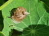 tn_07-insectes-cape