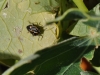 tn_08-insectes-cape