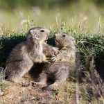 Nouvelle galerie: Pierre Cester – Marmottes en Vanoise