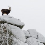 Nouvelle galerie: Pierre Cester – Premiers flocons sur le Hohneck