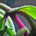 Nouvelle galerie: Thelma Naegele – Ice Plant