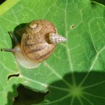 Nouvelle galerie: Thelma Naegele – Insectes à  Cape Town (Macro photos)