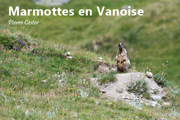 Marmottes en Vanoise par Pierre Cester
